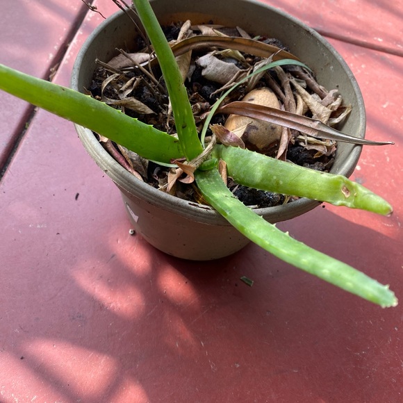 Aloe - Picture 5 of 5